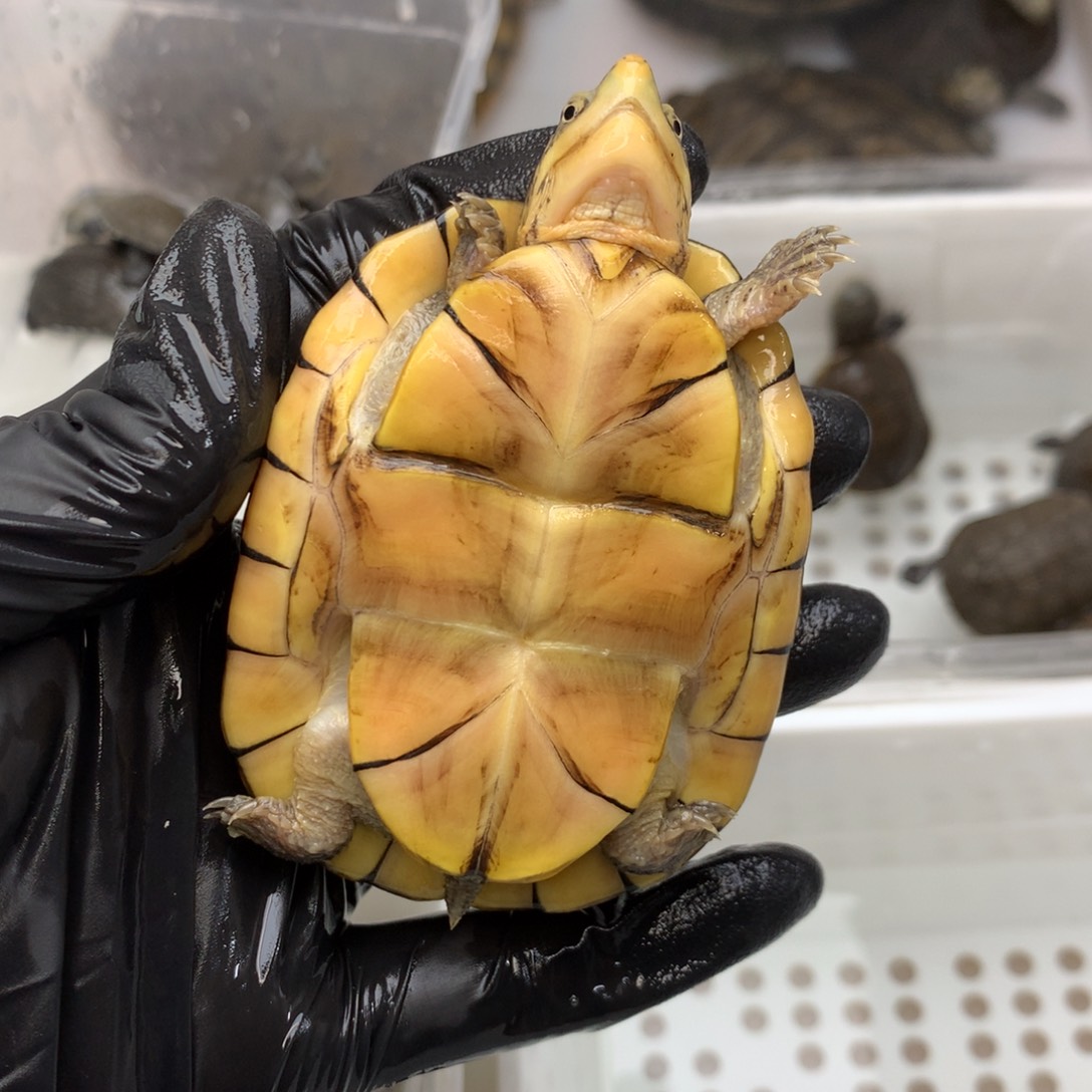 母宠物龟白唇全品母北卡7.1