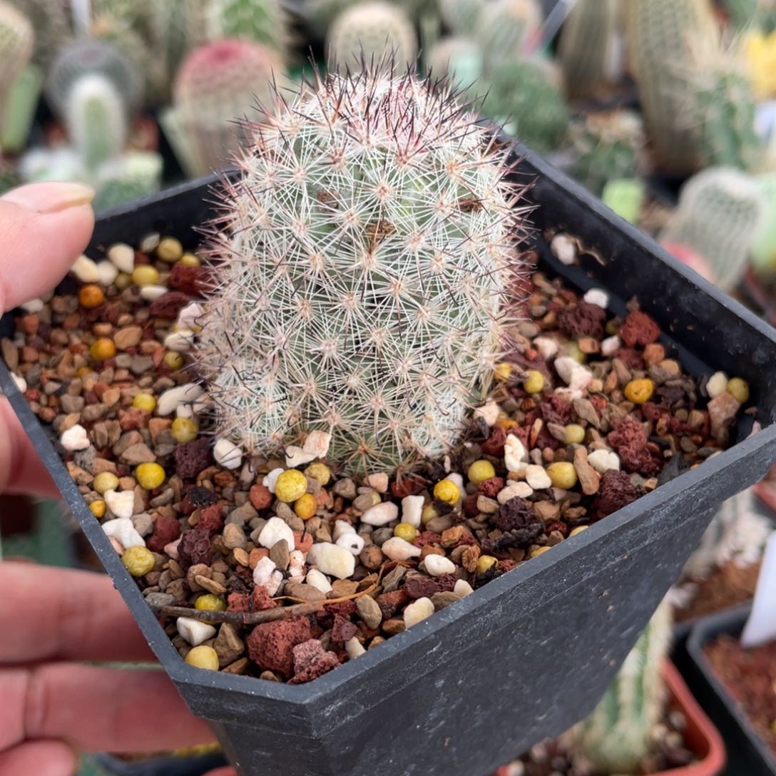 鹿角柱实生仙人球白天丸