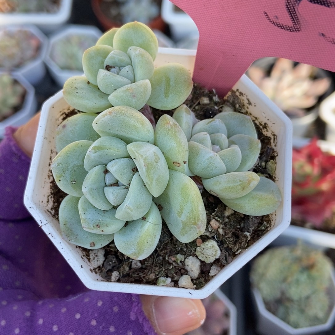 2055冰玉多肉植物