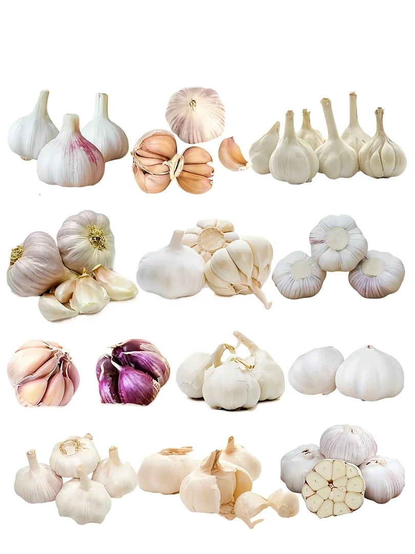 云南高原山货～大蒜类