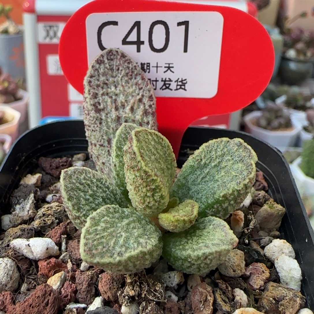 朱雀。    401。      