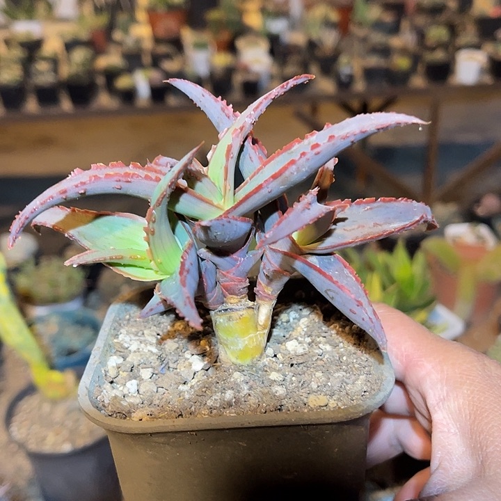 满38包邮2天凑单，脱土晾根发货多肉植物芦荟