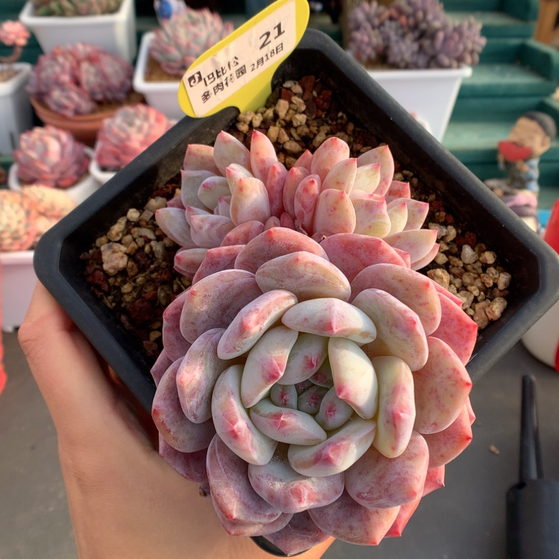 21三头梦露群多肉植物