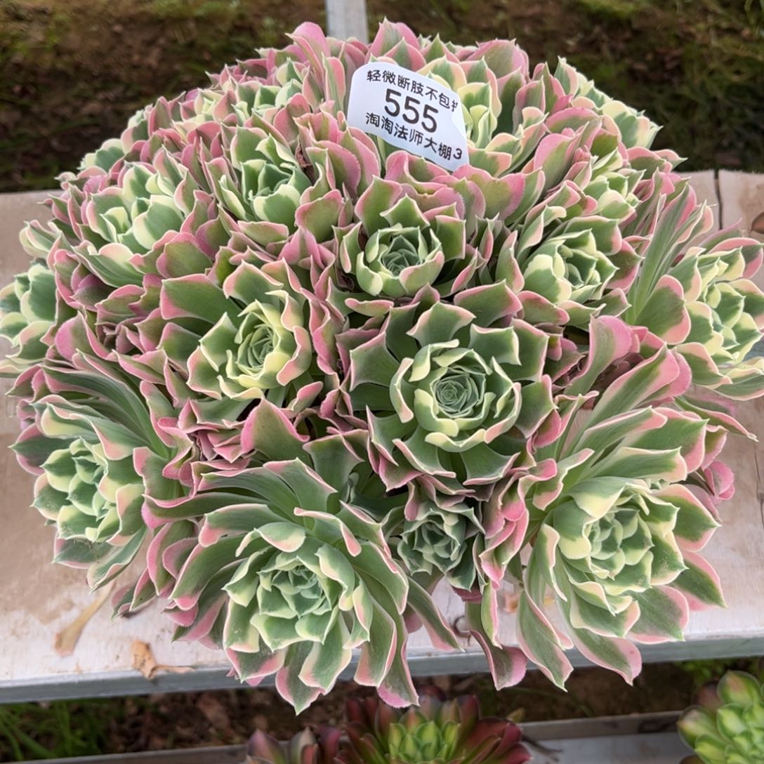 555雨花石多肉植物法师