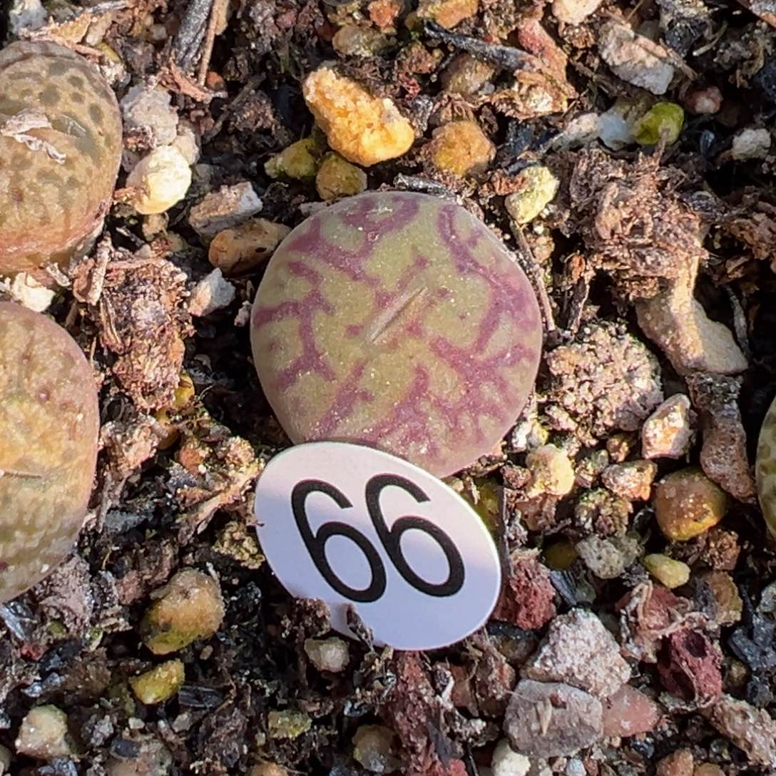 多肉植物11111111111111111