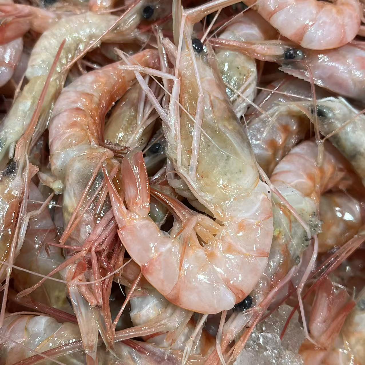 【红虾】福建省内可拍新鲜海鲜海虾天然