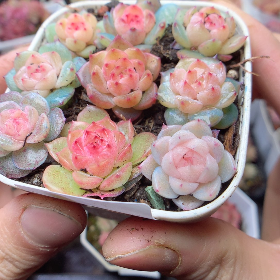 无花朵E47。yyyyyyy