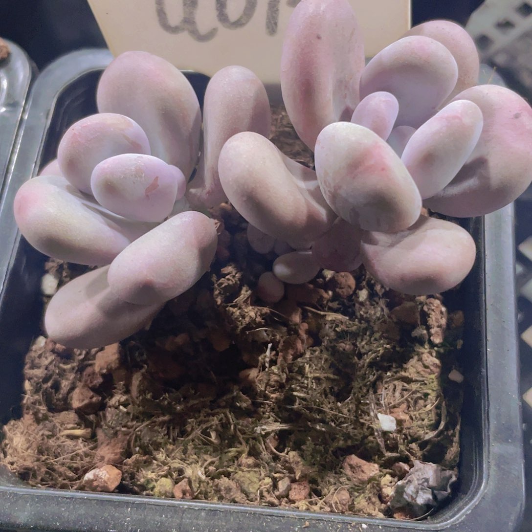 大叶奶a015一物一拍