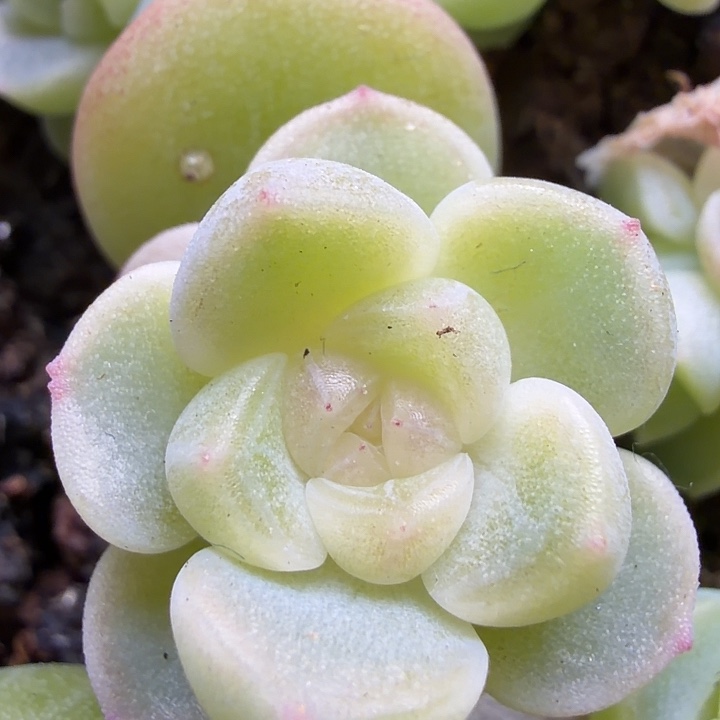 财富密码23号单头2cm