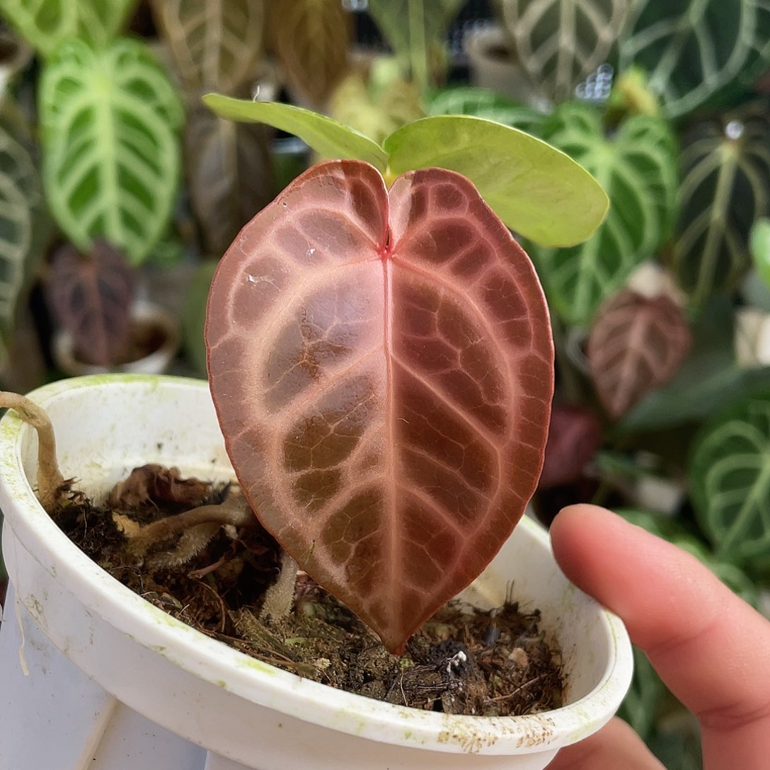 完全开放银色面纱杂红