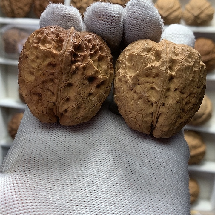 核桃40尺大枣35号