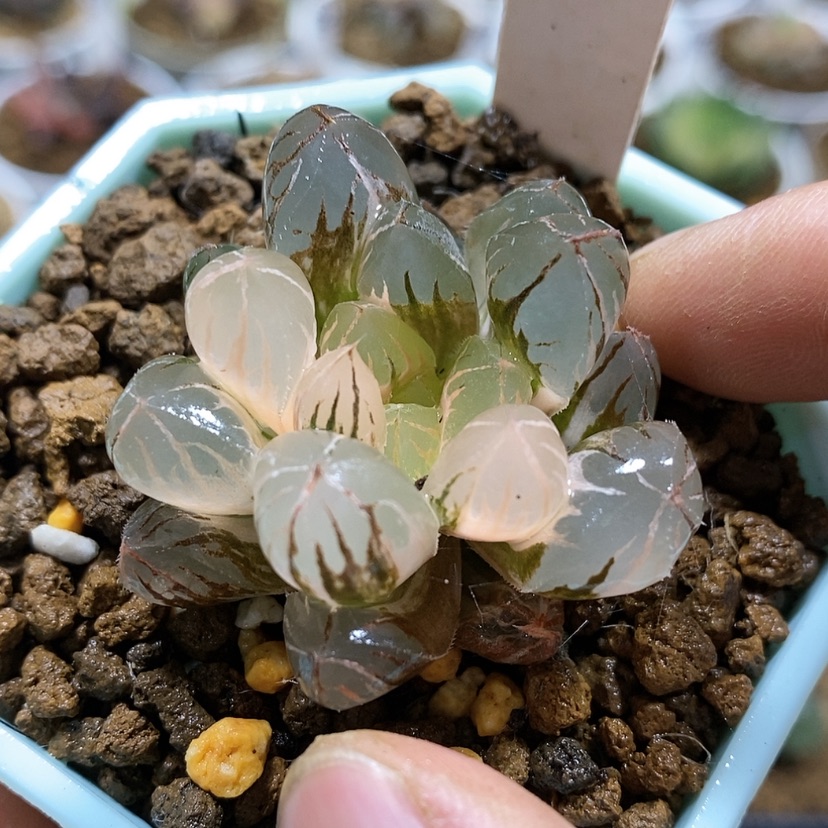 【闪购商品】191实生