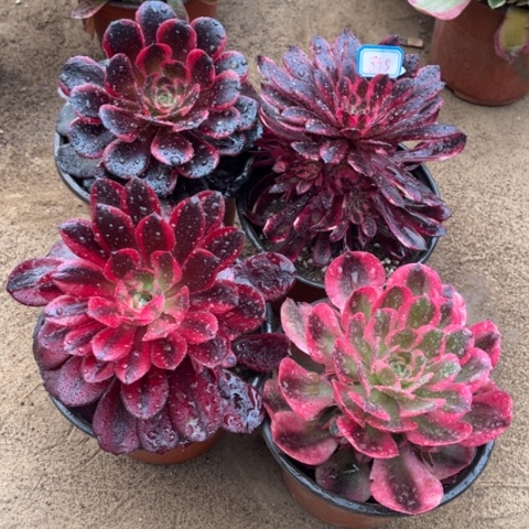 895多肉植物组合