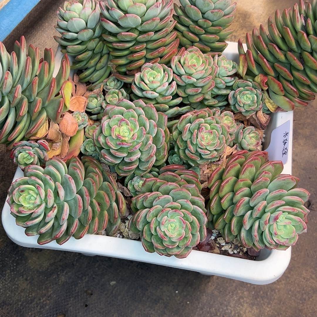 面***居大群拉萨，一物一拍