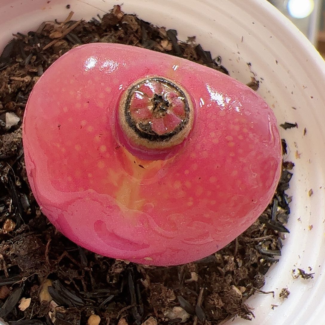 【闪购商品】19 粉色