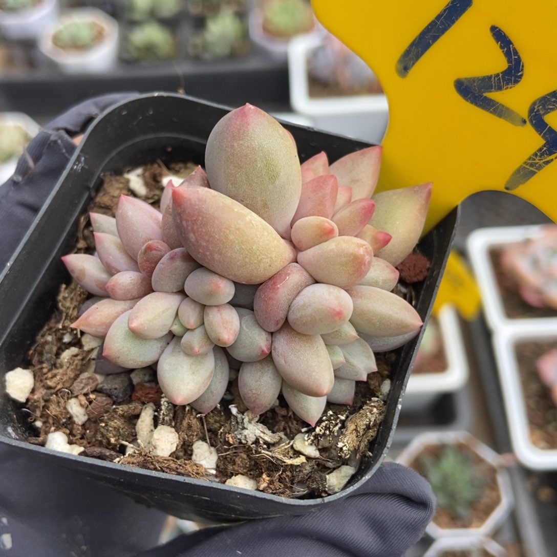 724多肉植物保护