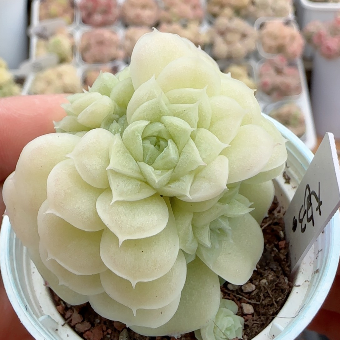 【闪购商品】0223-27（大包-3）