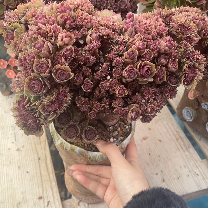 多肉的大肉都要有吧呜呜啊呜