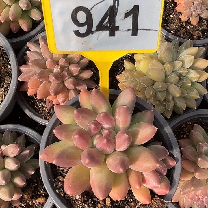 伊卡鲁斯一物一拍941