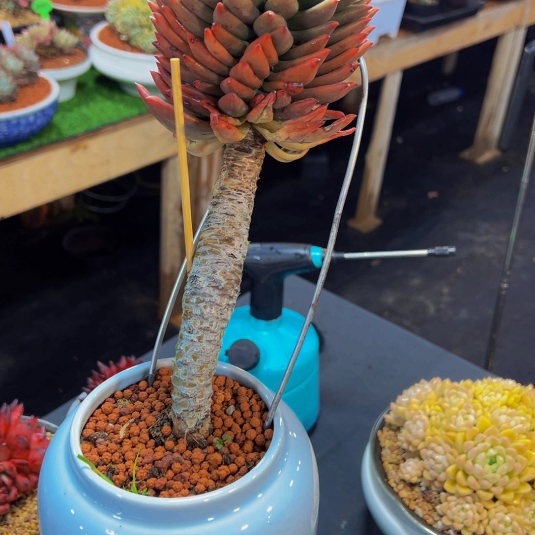 这*大流星一颗肉肉发货