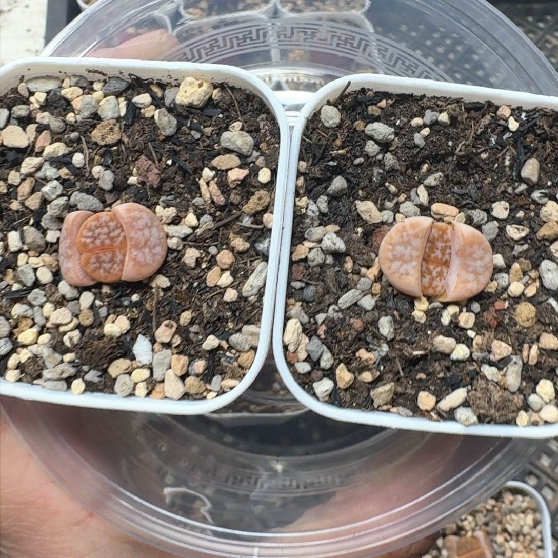 蜜*J95。拿铁两颗。带盆