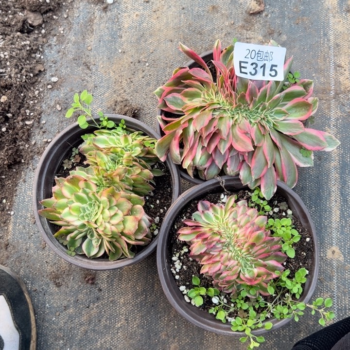 多肉植物315种植物