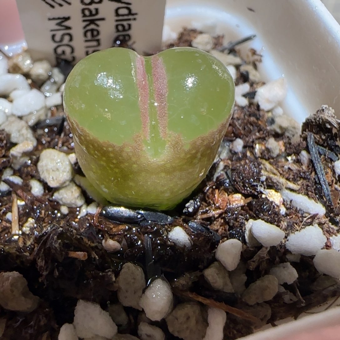 肉锥多肉植物百科-CR1132侧影855