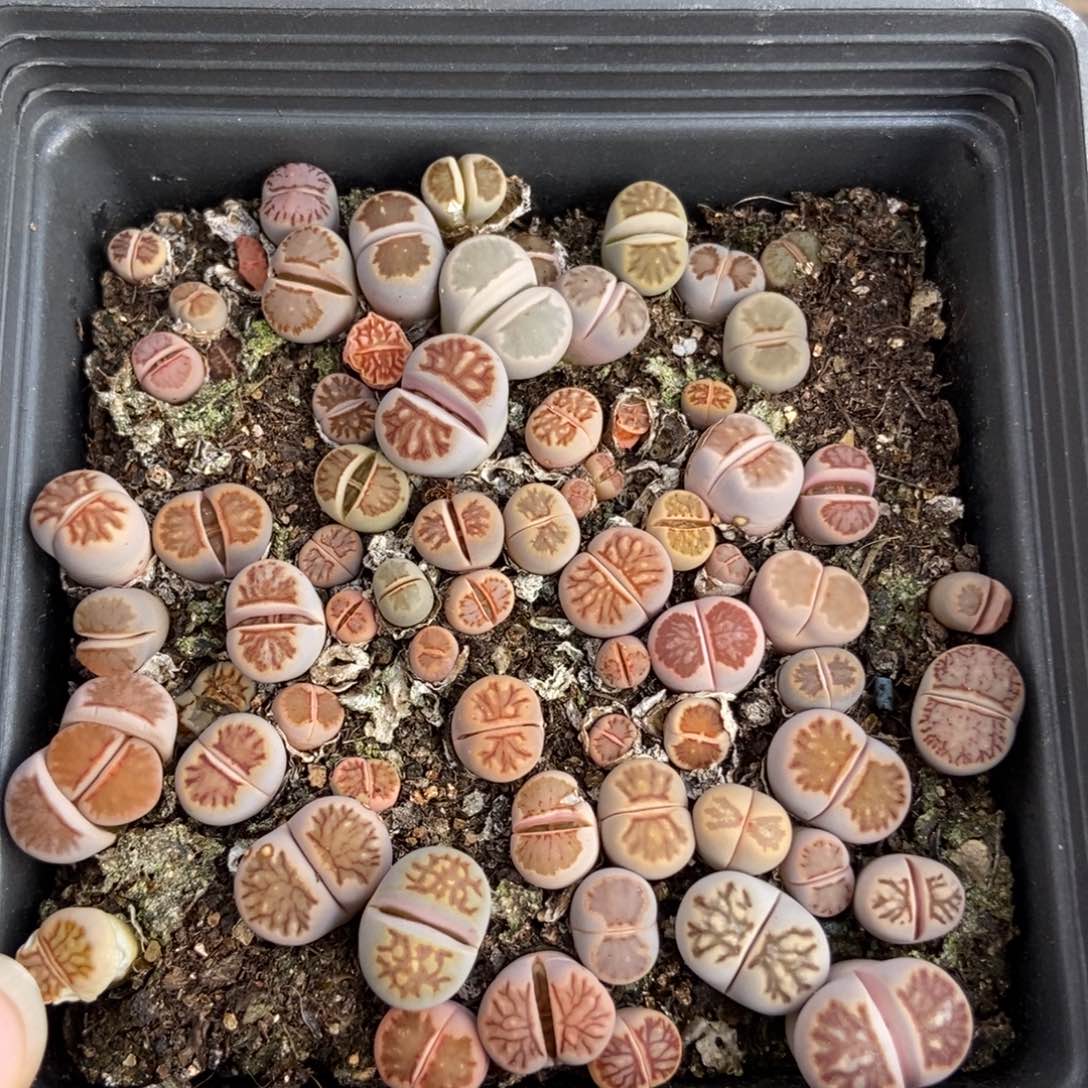 7489一盒十方菊瑕疵