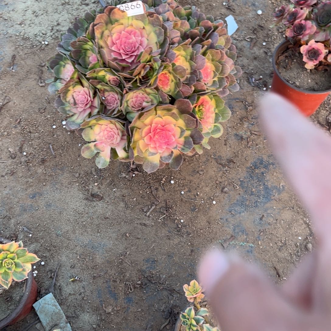 866红太阳多肉植物法师