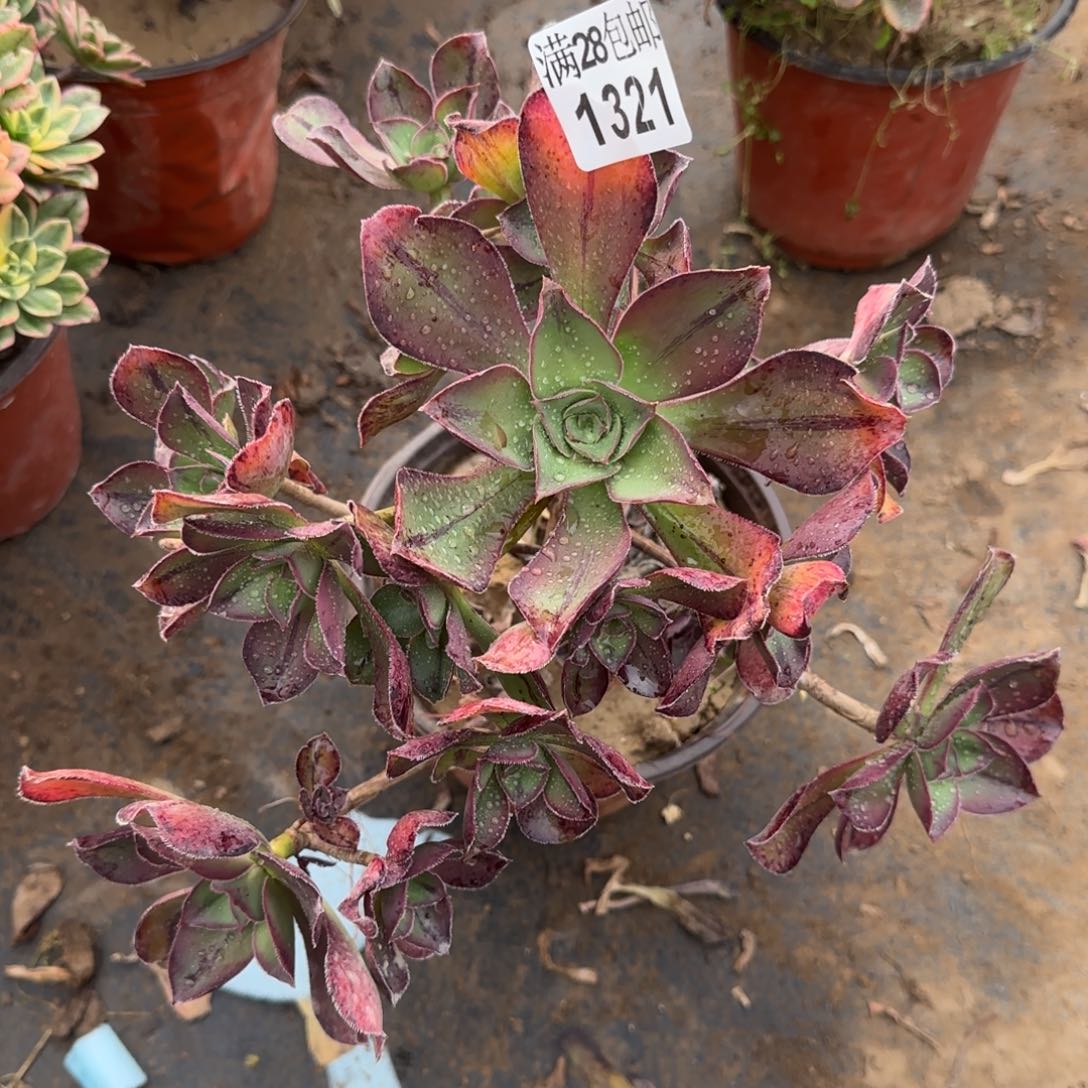 红富士多肉1321满28包邮断枝不包