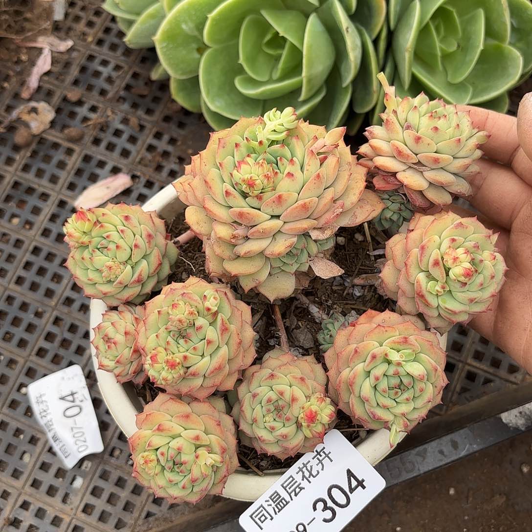 同温层多肉熊猫脸304