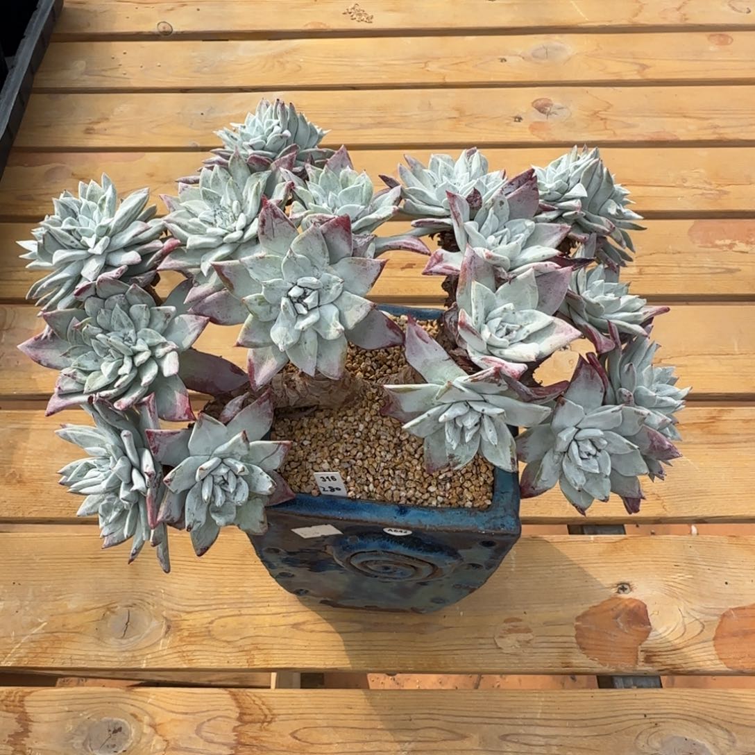 叶植庭多肉：大瑞诺莎