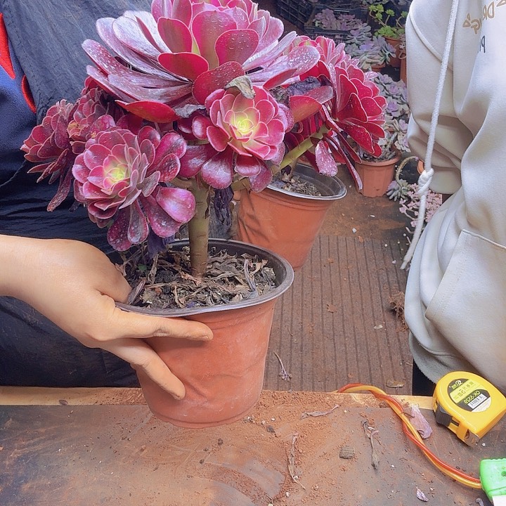 手捧花法师一颗一物一拍