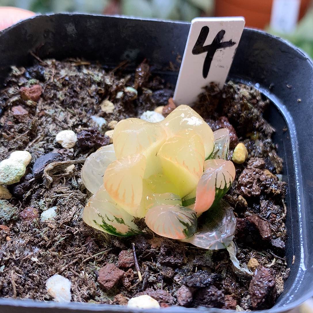 孔明灯玉露锦带破土tkk