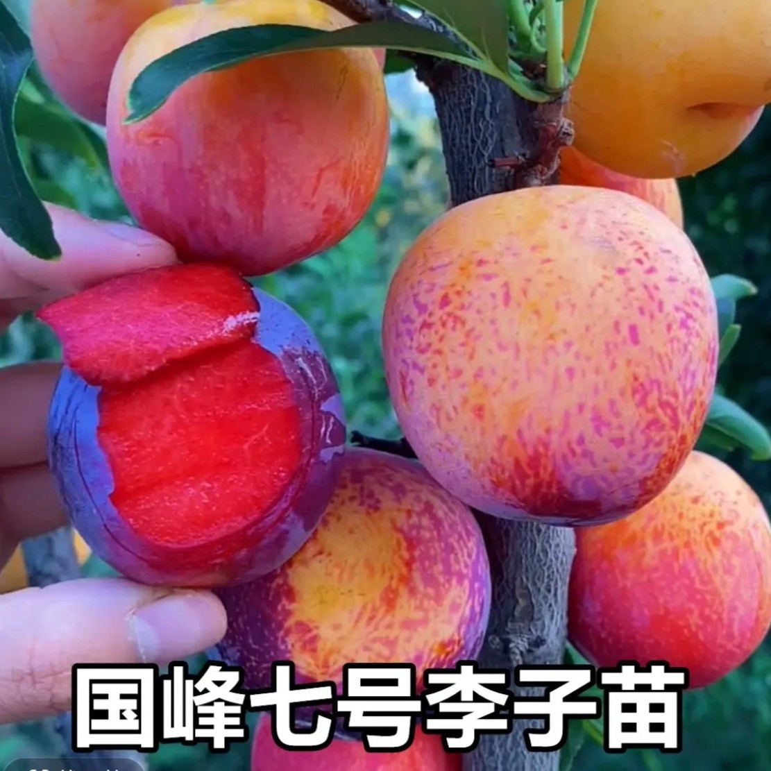 种嫁接国峰7号李子树苗适合南北方种植