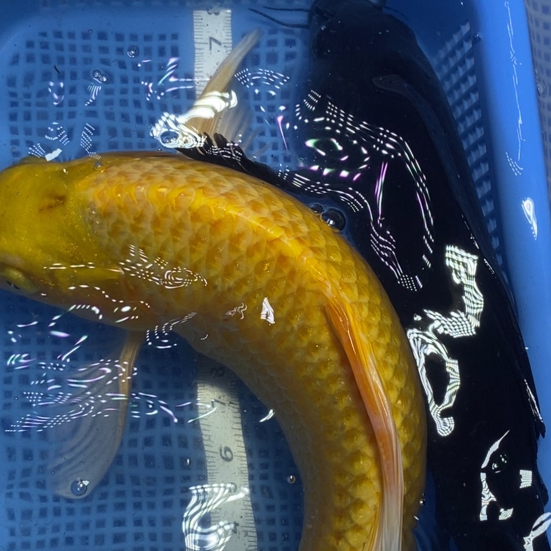 锦鲤冷水锦鲤包邮