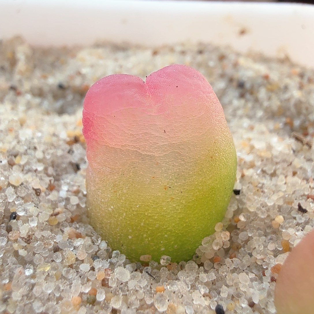 2.18.20/鞠躬登特/紫皮拉登