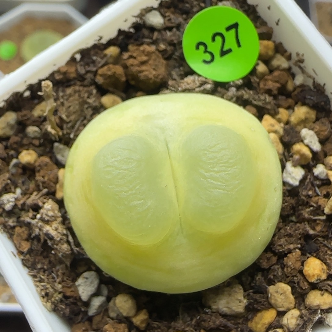 拉登2.6+点多肉植物327