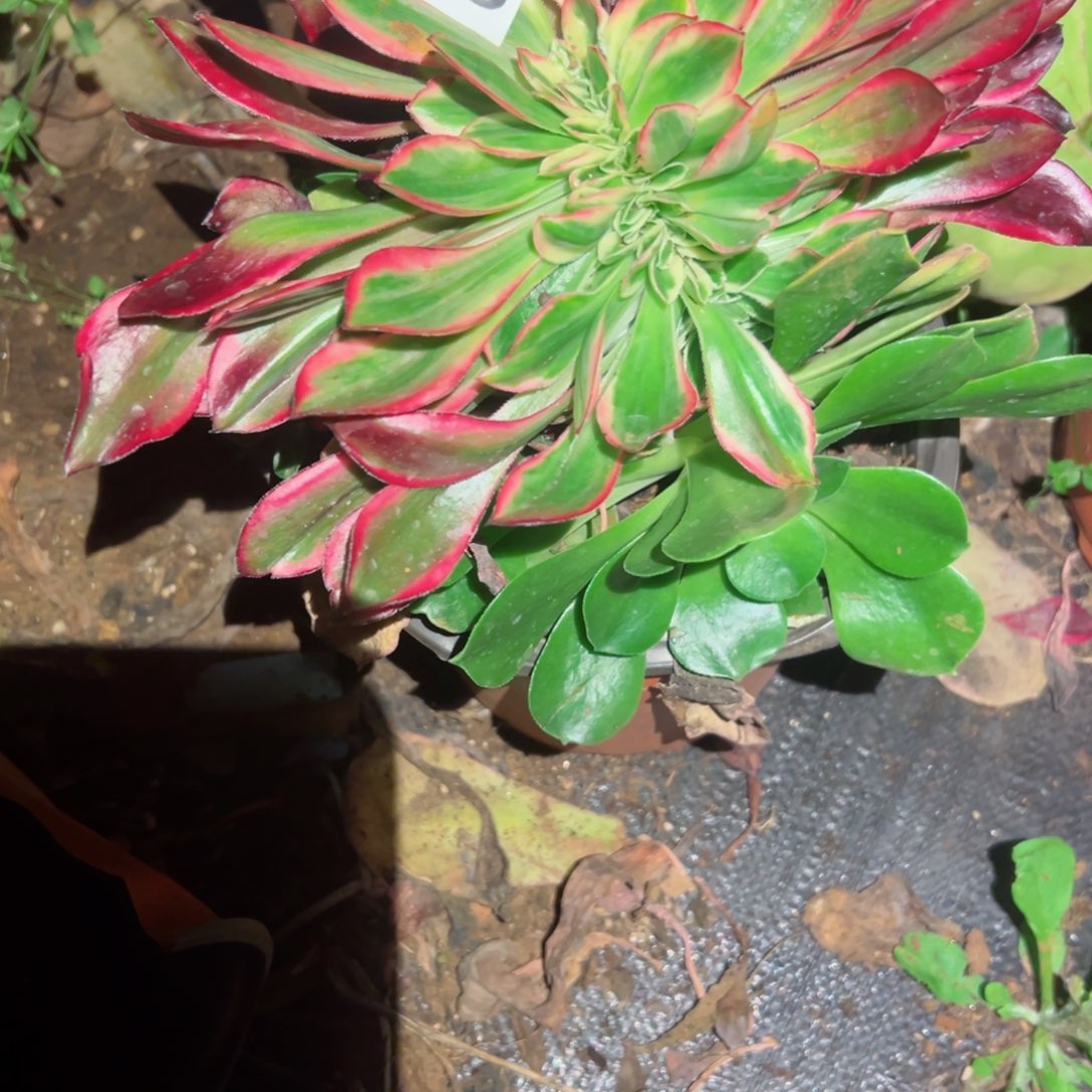 626 号多肉植物法师