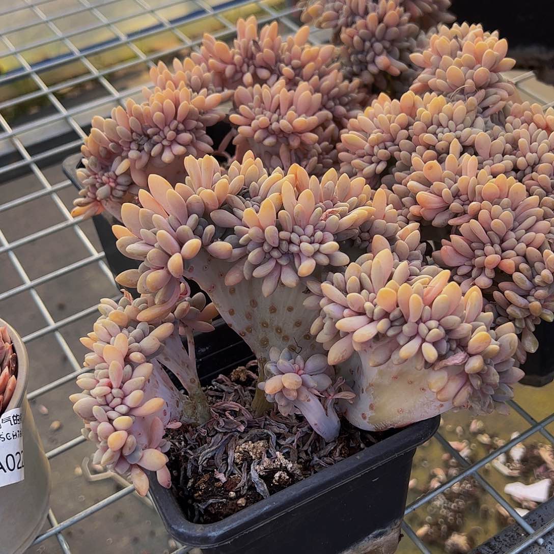 醉美人缀化多肉植物