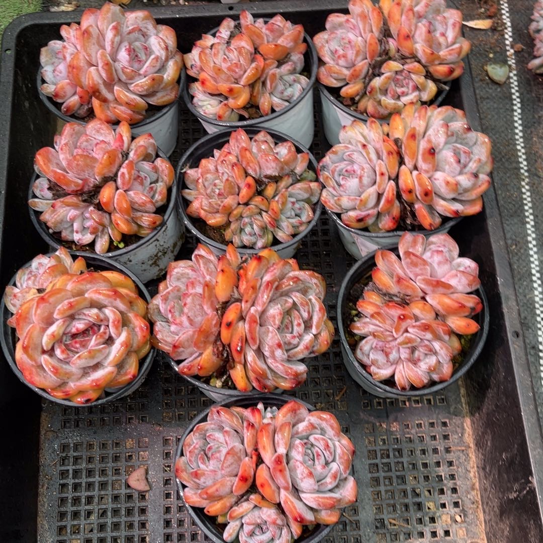 10颗48899999。999999