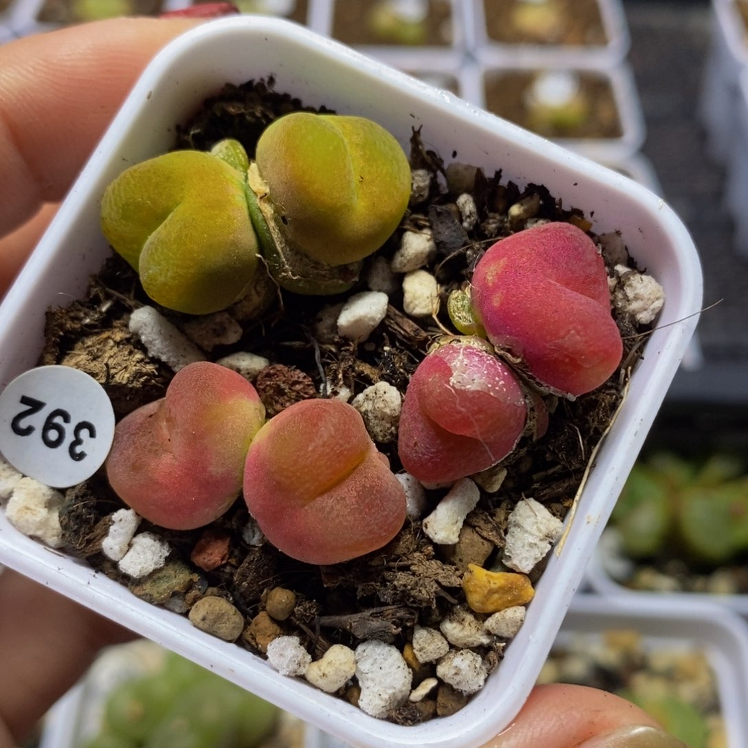 双头3颗多肉植物