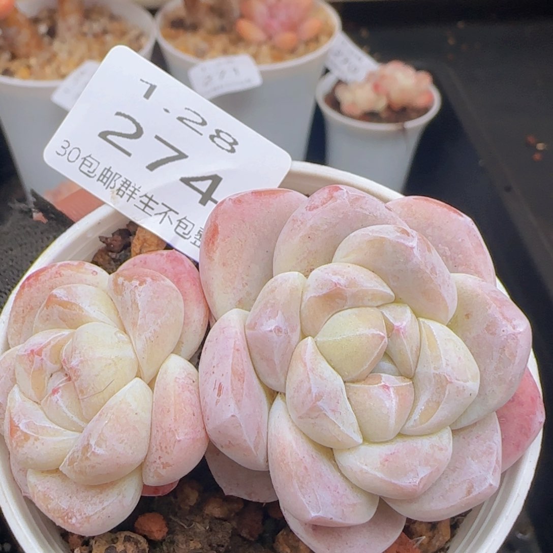 双头冰玉一颗脱土发货