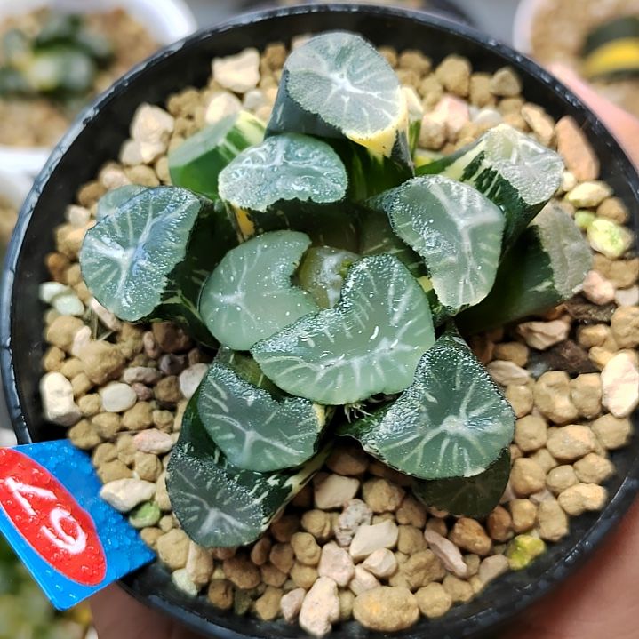 67号 玉龙万象锦 6.6厘米左右一物一拍带盆