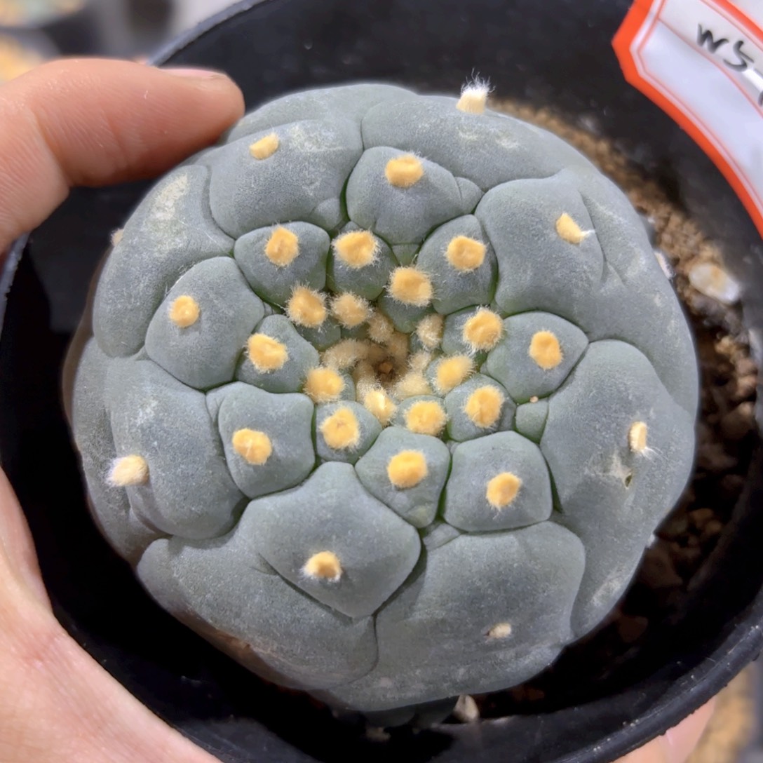 G517 g g g g g g g