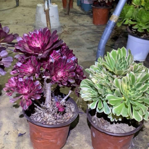 两颗多肉植物003