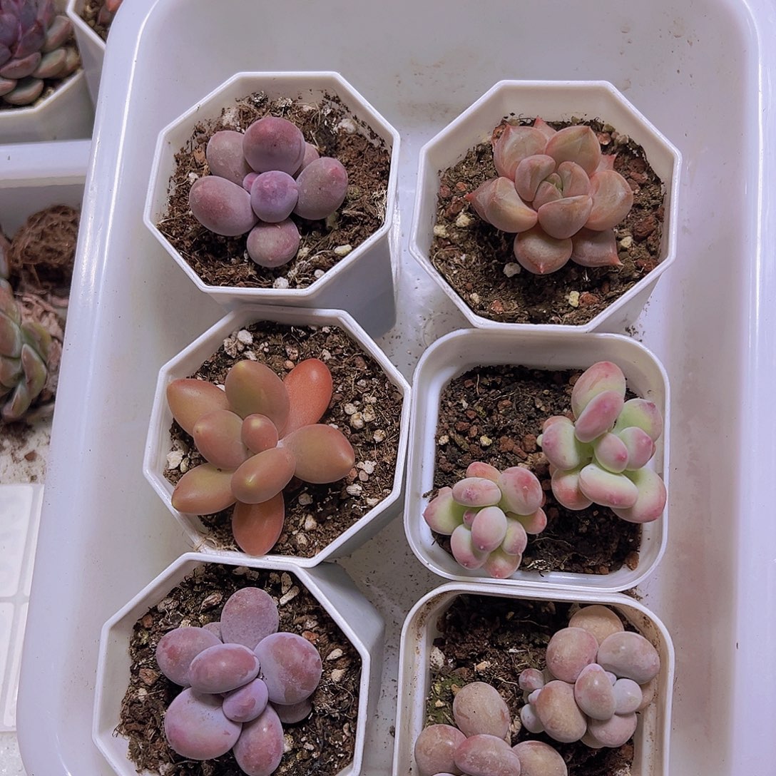 奶酪组合6盆白盆发货