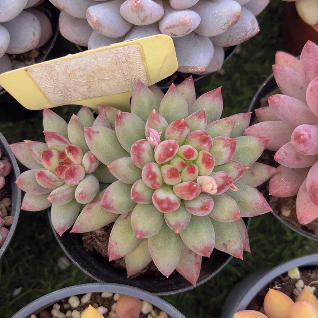 香玉的故事是一个人的故事