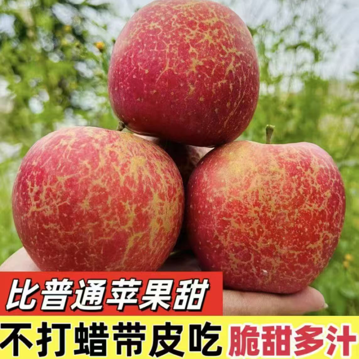 云南昭通冰糖心丑苹果2025新鲜现摘现发脆甜多汁苹果
