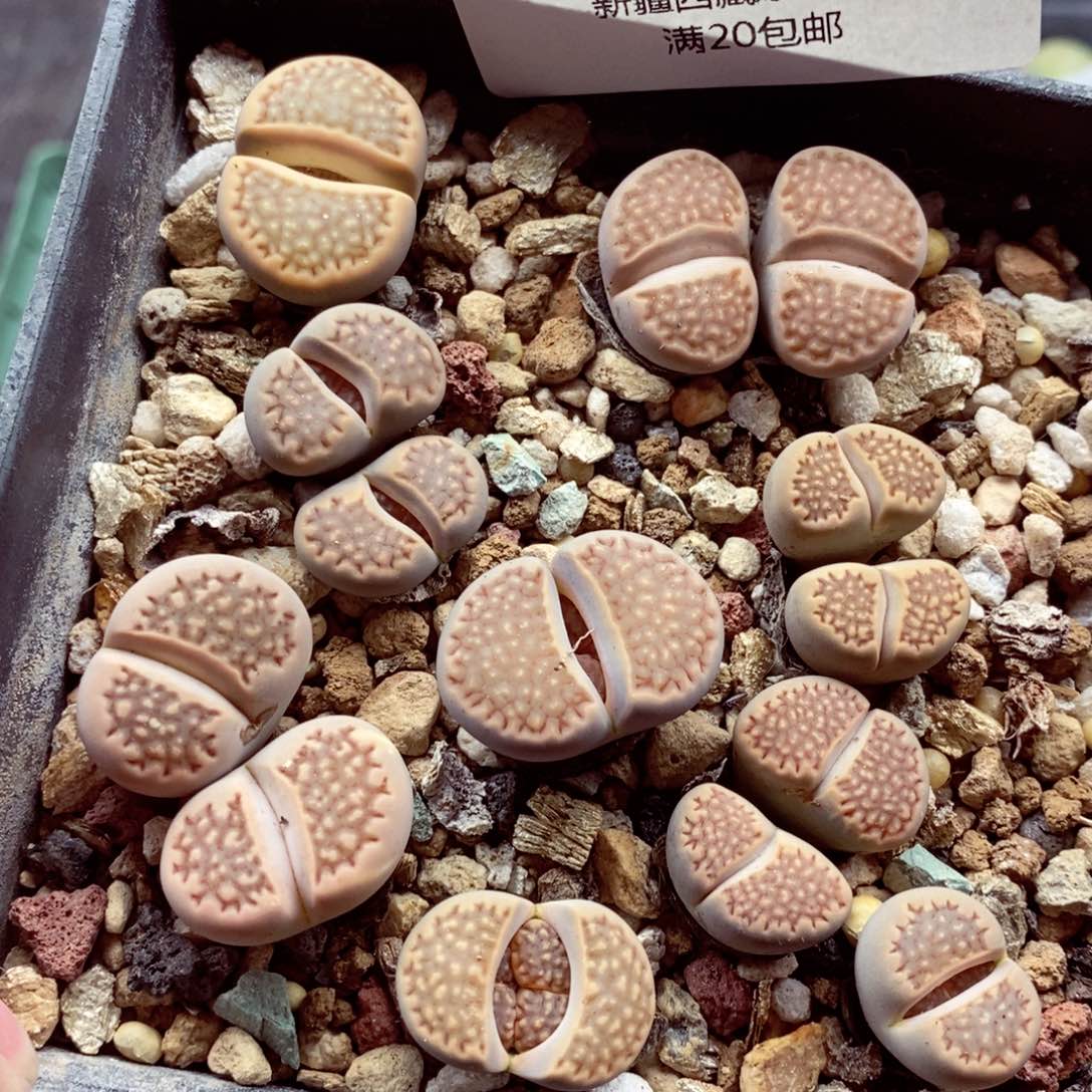 我的小姐姐们都是我526